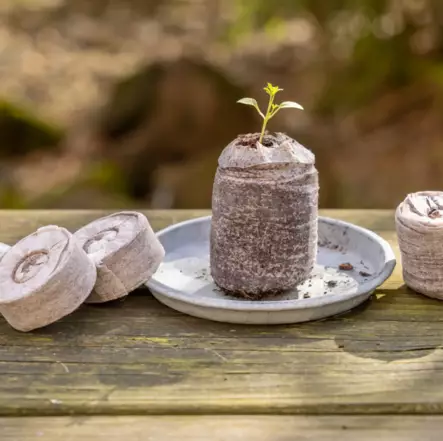 Kylvöbriketter kokos 50 st/fp - Jord och gödselmedel - 8714982213441 - 1